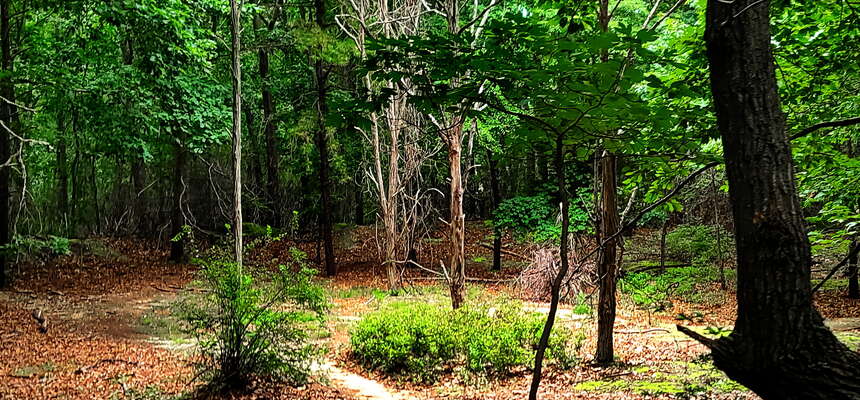 Summer Hike to the Allaire Dinos and Ground Campground (Aug 2021)